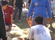 Muhammadiyah Tatanga Sembelih 11 Ekor Sapi