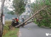 Tangkapan layar pohon tumbang di Jalan Taman Surya/Ulanda.id