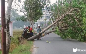Pohon Besar Tumbang di Jalan Taman Surya Gorontalo, Nyaris Timpa Pengendara