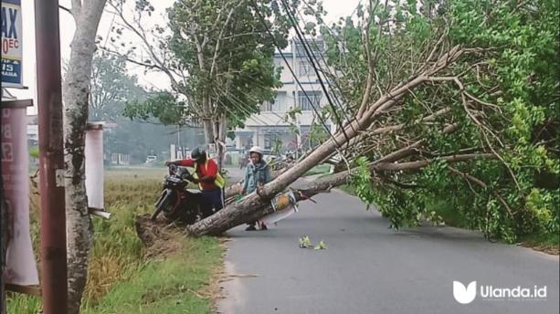 Tangkapan layar pohon tumbang di Jalan Taman Surya/Ulanda.id