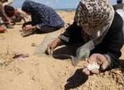 Para perempuan Palestina memungut kacang-kacangan atau beras di Nuseirat, Jalur Gaza tengah, usai misi penerjunan bantuan lewat udara di atas wilayah Palestina yang dikepung Israel pada 5 Agustus 2025. (Eyad BABA/AFP)