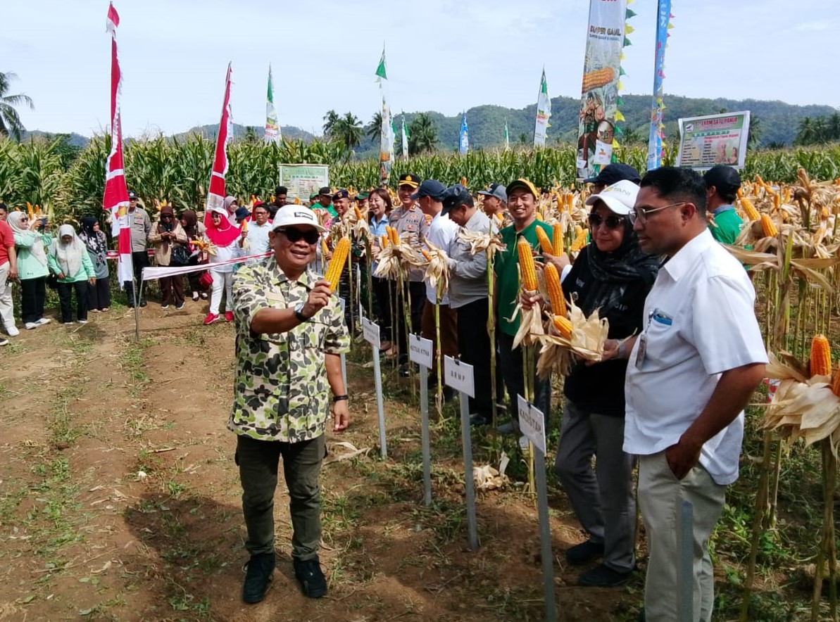 Ketua KTNA Bone bolango Faisal Mohie hadir pada kegiatan Panen Raya Jagung Lomaya, Senin, (12/8)/Ulanda.id