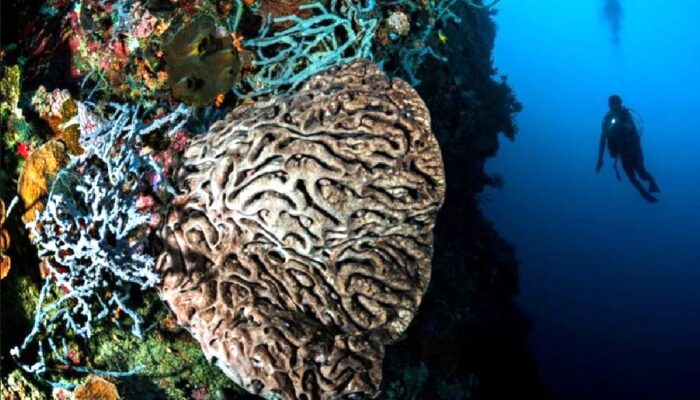 Taman Laut Olele, Surga Bawah Laut Gorontalo dengan Karang Langka Salvador Dali