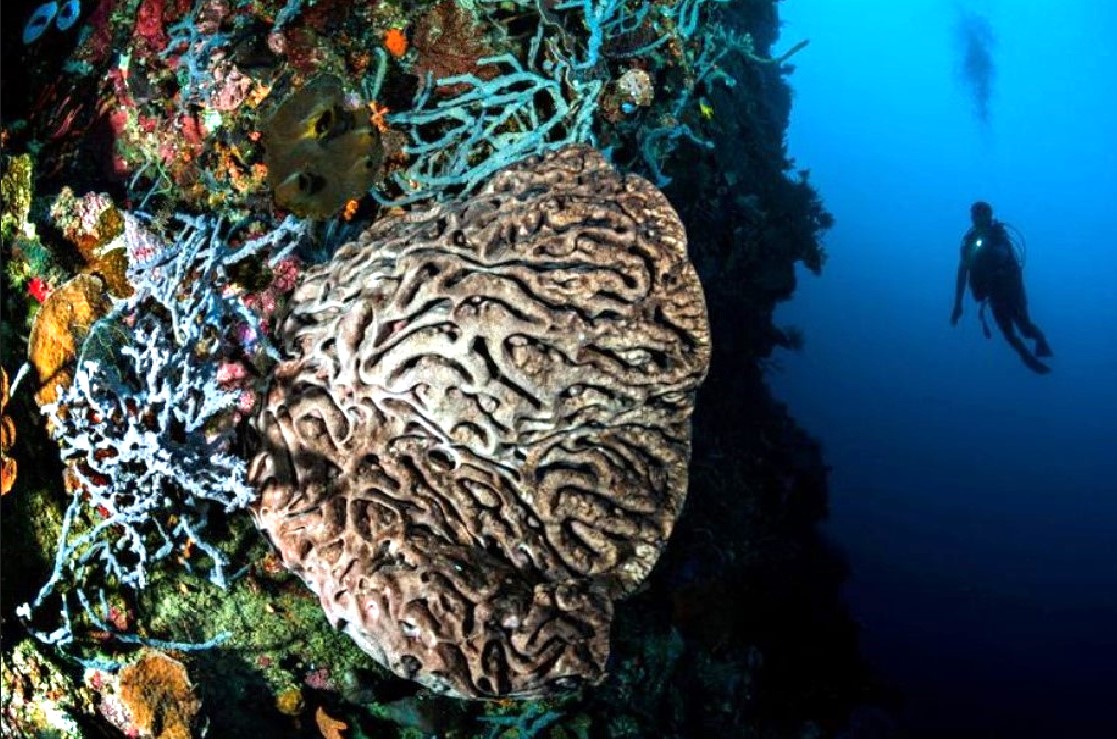 Taman Laut Olele di Kabupaten Bone Bolango, Gorontalo, menawarkan pesona terumbu karang asli dan langka, termasuk Sponge Coral Salvador Dali/Ulanda.id