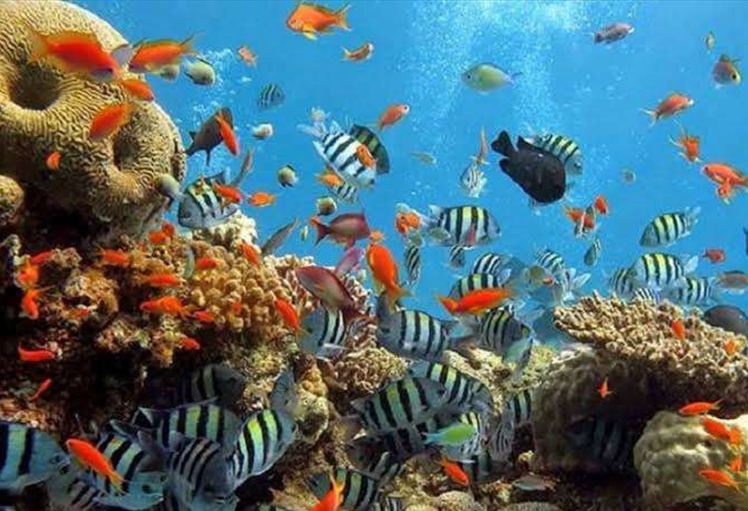 Keindahan dalam laut Olele Kecamatan kabila Bone Kabupaten Bone bolango Gorontalo/Ulanda.id