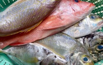 Tips memilih ikan segar. (Foto: RRI Ranai/ Evi Suharti)/Ulanda.id