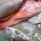 Tips memilih ikan segar. (Foto: RRI Ranai/ Evi Suharti)/Ulanda.id