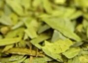 Teh Daun Jati Cina atau Senna alexandrina (Foto: n203r_id)/Ulanda.id