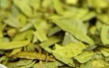 Teh Daun Jati Cina atau Senna alexandrina (Foto: n203r_id)/Ulanda.id