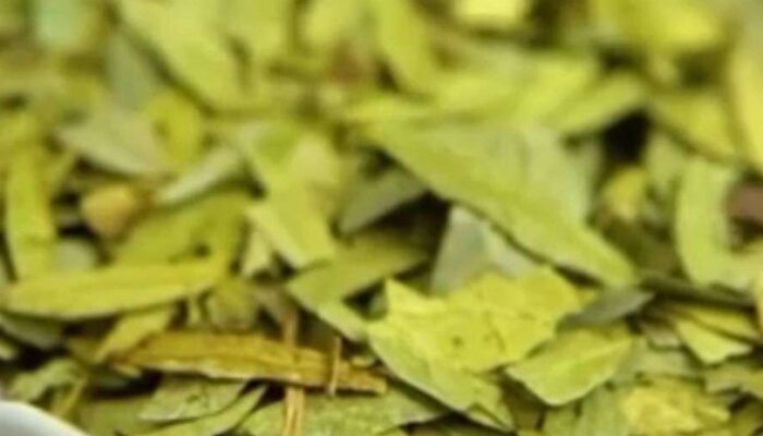 Teh Daun Jati Cina: Minuman Herbal Pencahar Alami dengan Beragam Manfaat Kesehatan