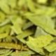 Teh Daun Jati Cina atau Senna alexandrina (Foto: n203r_id)/Ulanda.id