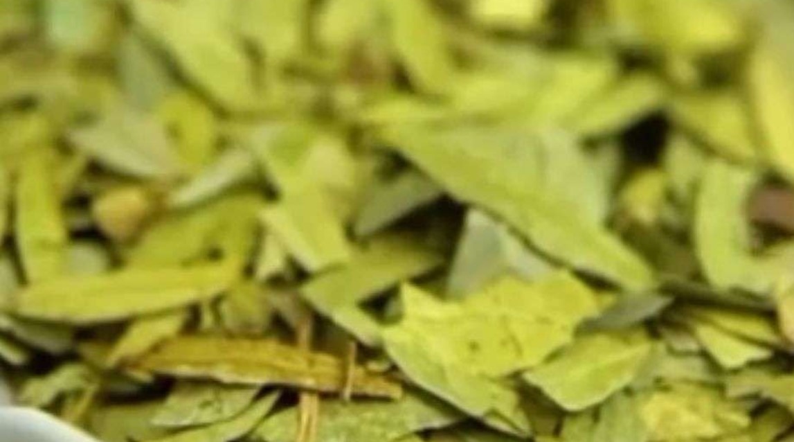 Teh Daun Jati Cina atau Senna alexandrina (Foto: n203r_id)/Ulanda.id