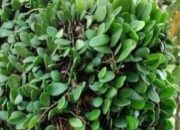 Sisik Naga, Penumpang dengan Banyak Manfaat untuk Kesehatan Dok. Freepik.com/Ulanda.id