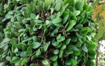 Sisik Naga, Penumpang dengan Banyak Manfaat untuk Kesehatan Dok. Freepik.com/Ulanda.id