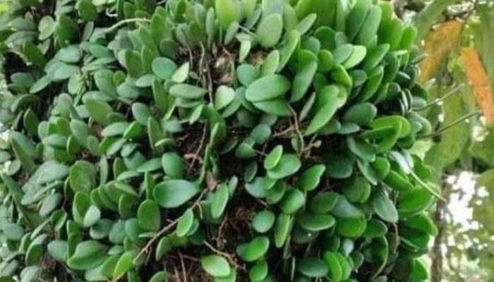 Sisik Naga, Kaya Manfaat Kesehatan dan Obat Tradisional