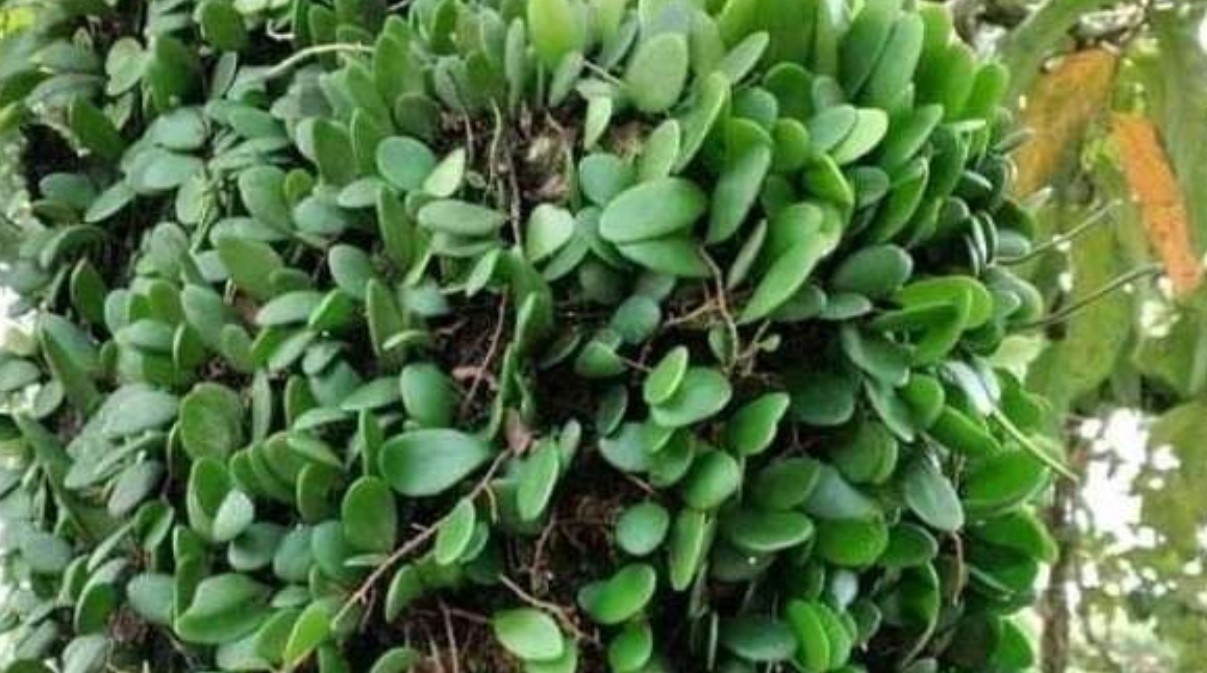 Sisik Naga, Penumpang dengan Banyak Manfaat untuk Kesehatan Dok. Freepik.com/Ulanda.id