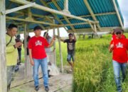 Hari Tani Nasional 2025, Wakil Ketua Dprd Provinsi La Ode Haimudin bersama kader Pdi Perjuangan turun kesawah/Ulanda.id