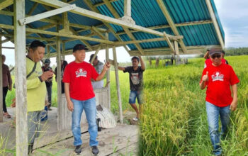 Hari Tani Nasional 2025, Wakil Ketua Dprd Provinsi La Ode Haimudin bersama kader Pdi Perjuangan turun kesawah/Ulanda.id
