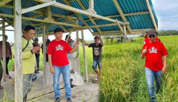 La Ode Haimudin Turun ke Sawah, PDI Perjuangan Gaungkan Kedaulatan Pangan di Hari Tani Nasional 2025