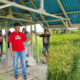 Hari Tani Nasional 2025, Wakil Ketua Dprd Provinsi La Ode Haimudin bersama kader Pdi Perjuangan turun kesawah/Ulanda.id