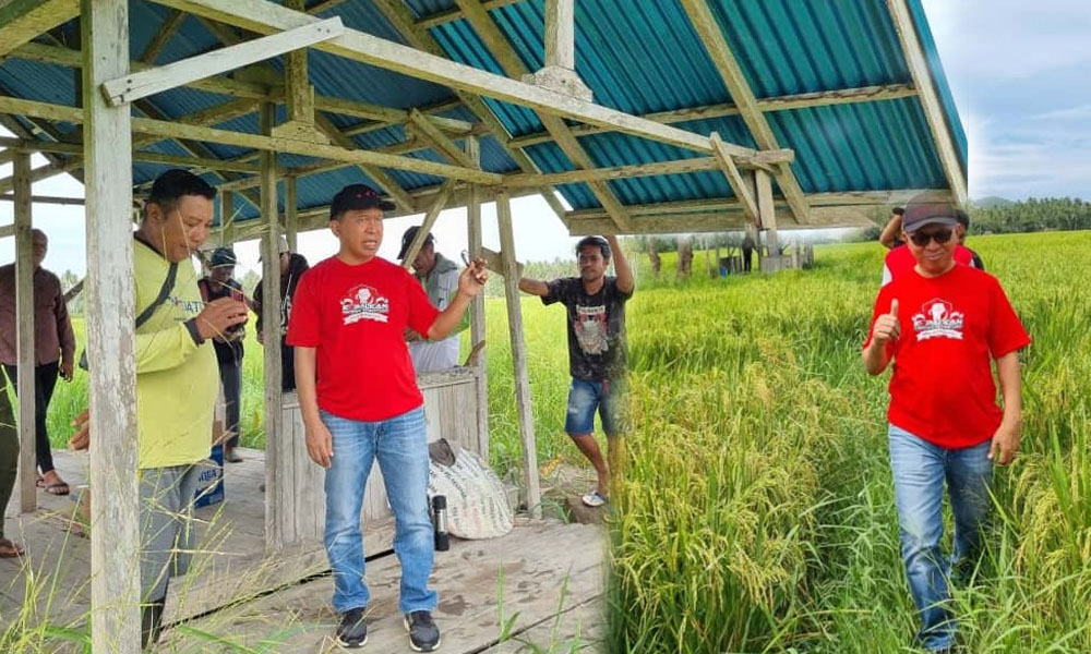 Hari Tani Nasional 2025, Wakil Ketua Dprd Provinsi La Ode Haimudin bersama kader Pdi Perjuangan turun kesawah/Ulanda.id