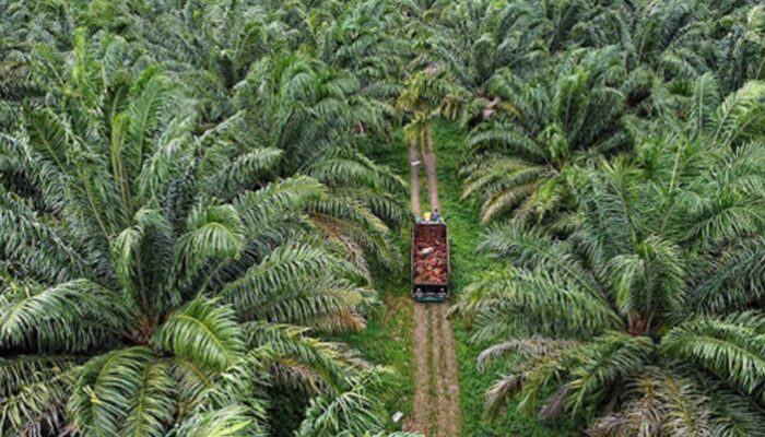 Garda Satu Apresiasi Langkah Pansus DPRD Gorontalo Sita Lahan Sawit Tak Produktif